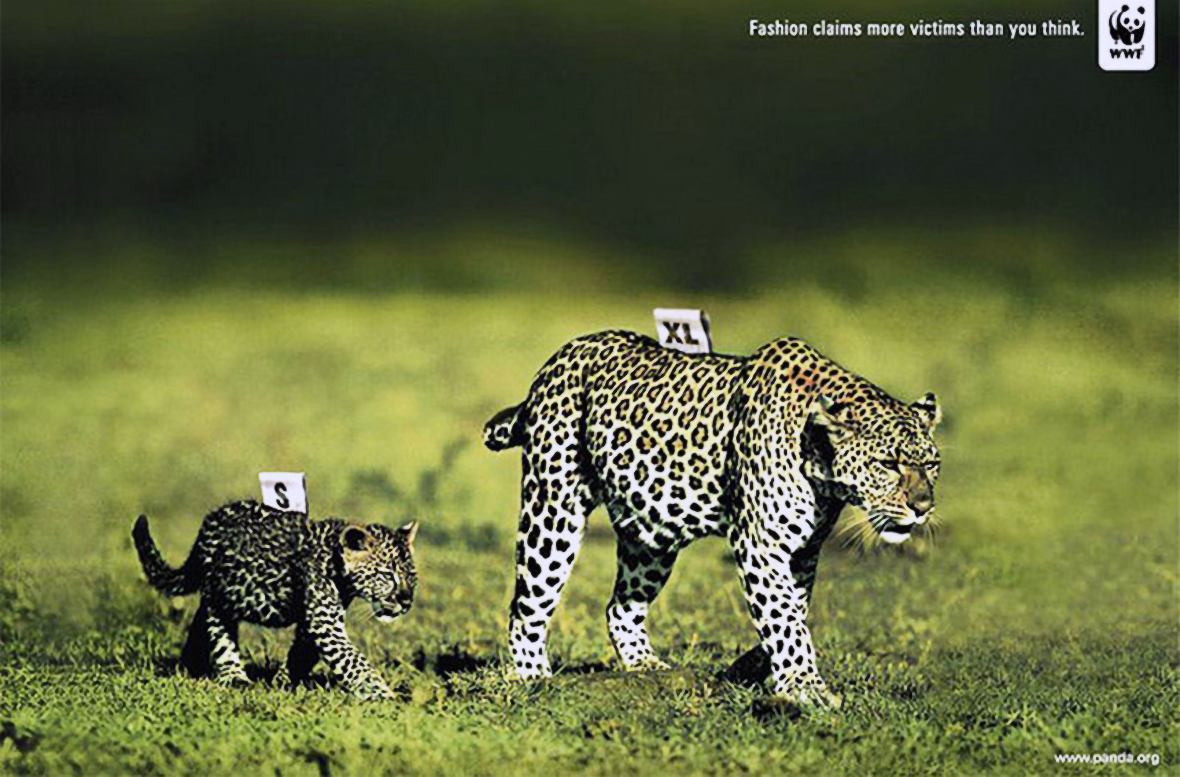 Экология диких животных. Всемирный фонд дикой природы WWF реклама. WWF животные. Социальная реклама WWF. Защита дикой природы.